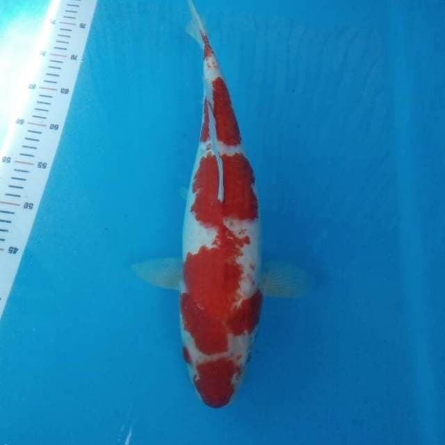 Kohaku