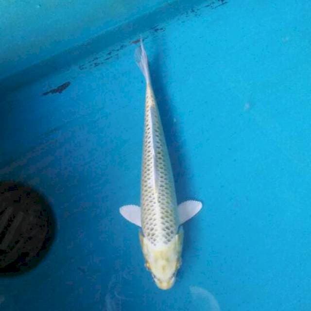 mix koi