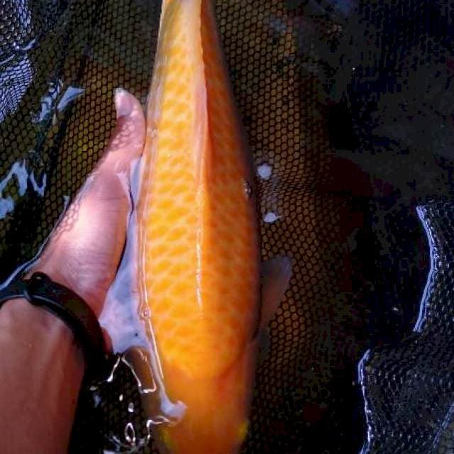 Karasi jantan 49cm