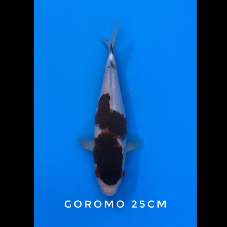 goromo 25cm