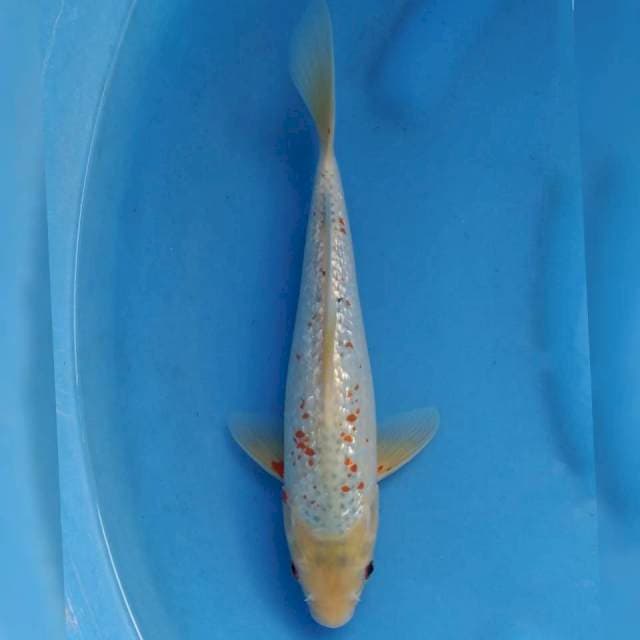 Kanoko Asagi ginrin Import non serti