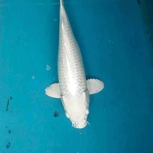 paltinum