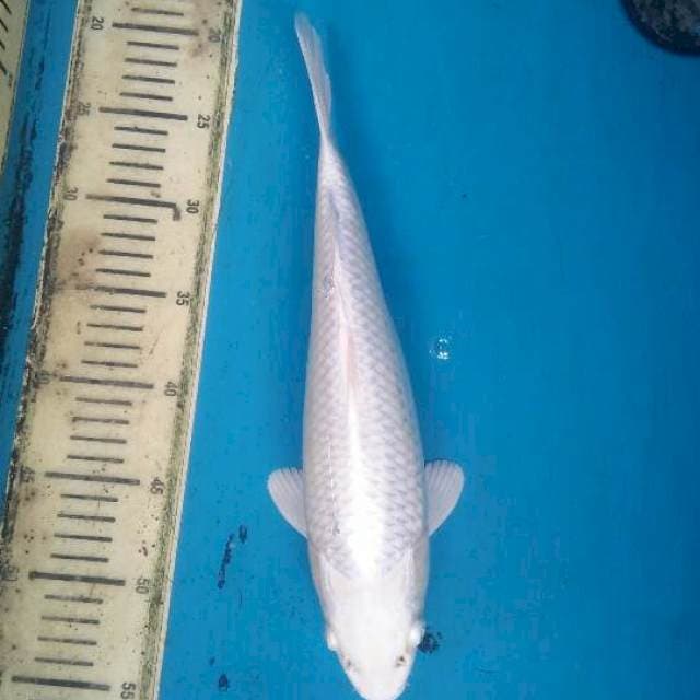 paltinum