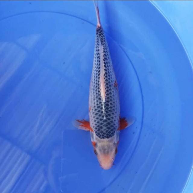 asagi 32cm