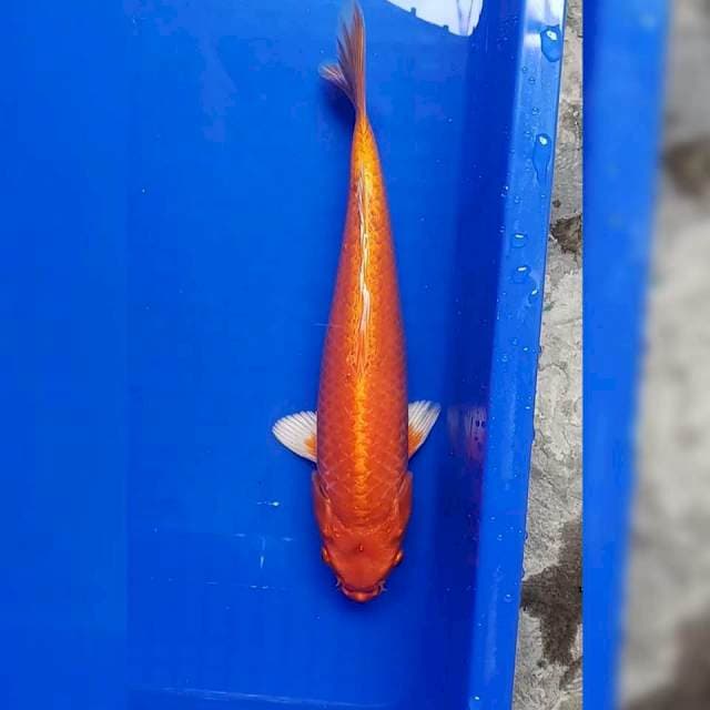 Yamabuki ogon 32cm