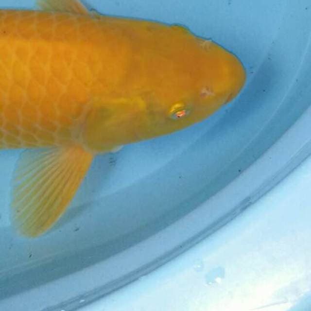MALE 39CM. Mata Merah