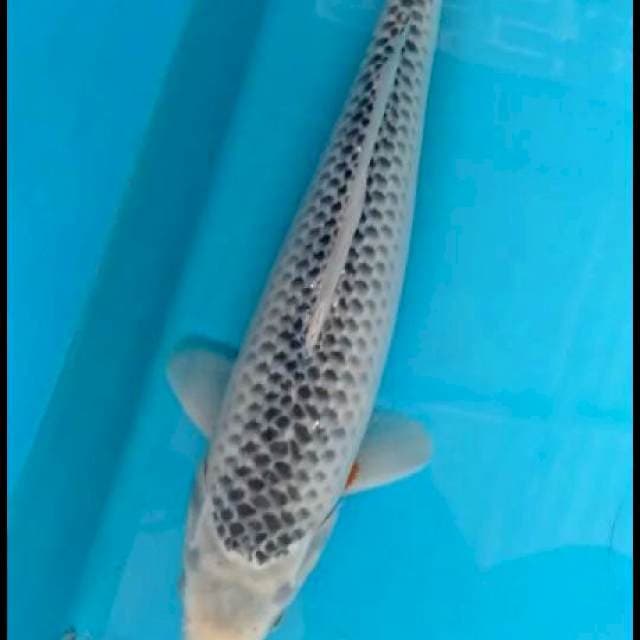 F1 asagi 38cm