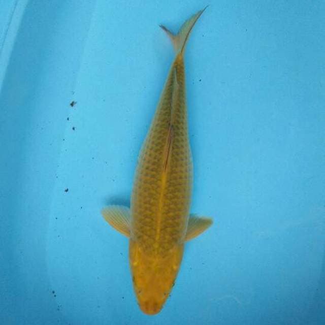 WASABI GOI 40cm