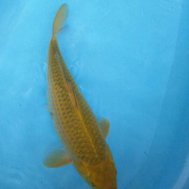 WASABI GOI 40cm