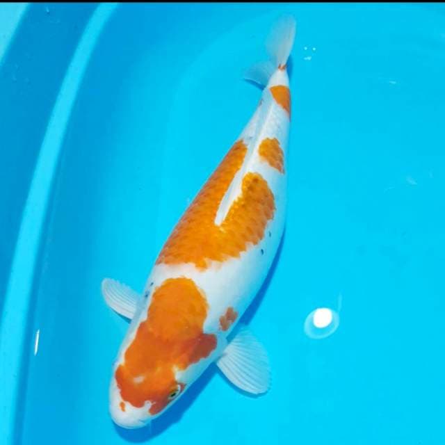 Sanke bulki 46cm