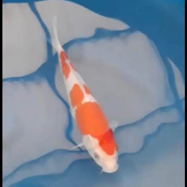 Kohaku sq