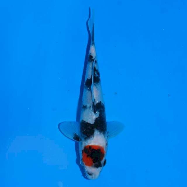 Tancho showa 23cm