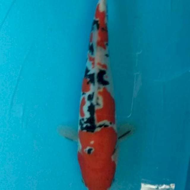 Tsubosumi Doitsu Sanke 25cm - Male