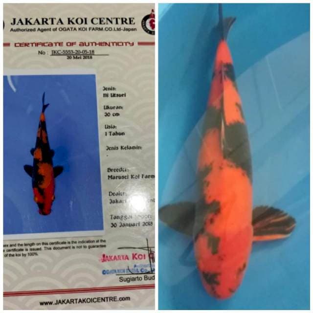 Hi Utsuri Marusei Male