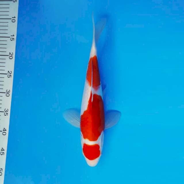 RONIN 4 ~ MARUTEN KOHAKU ™