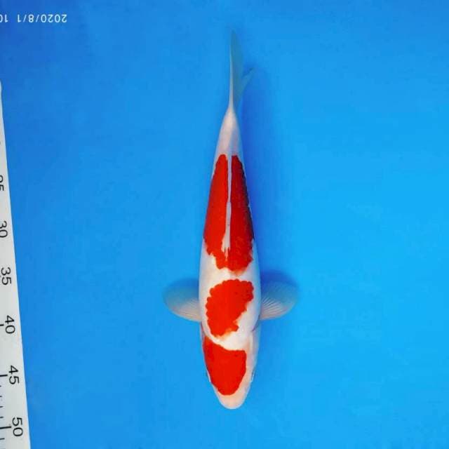 RONIN 5 ~ KOHAKU ™