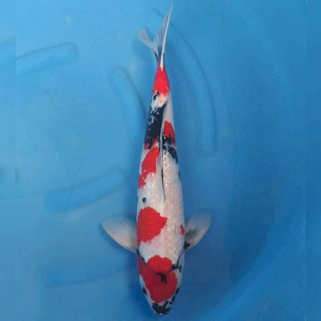 Ogata Jumbo Male Showa Ginrin