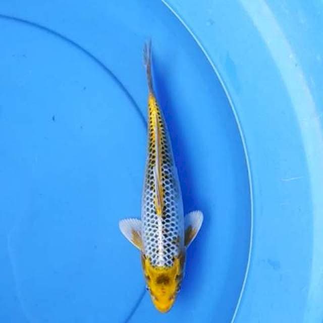 Kujaku antik 25 cm