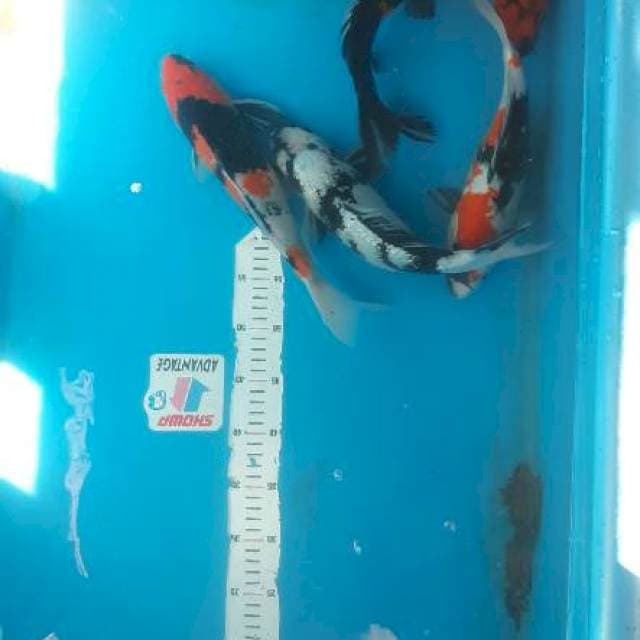 Obral Stock size 33up mix koi 8 ekor