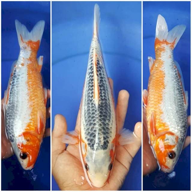ASAGI ~ 30BU