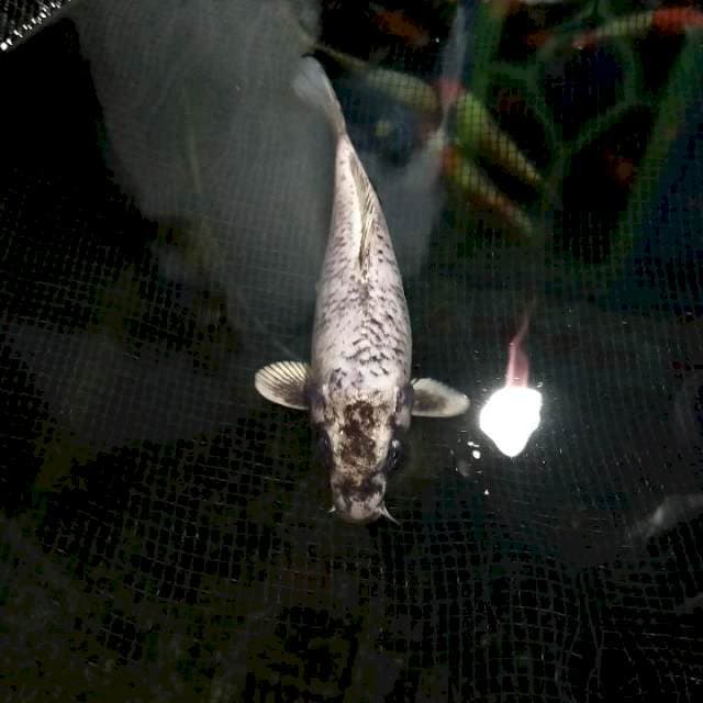 Matsukawabake 20cm