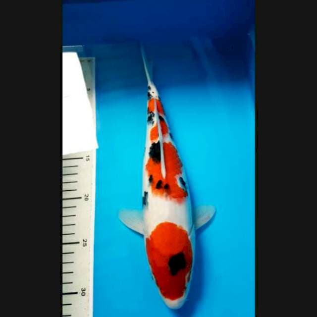 Taisho Sanke 31cm