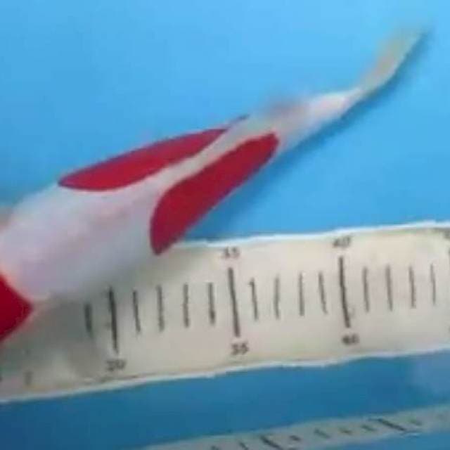 Kohaku doitsu murni