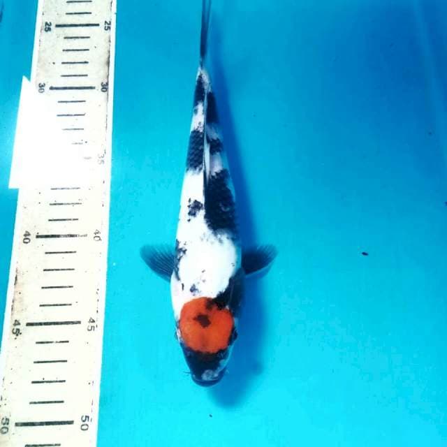 Tancho Showa, 23 cm