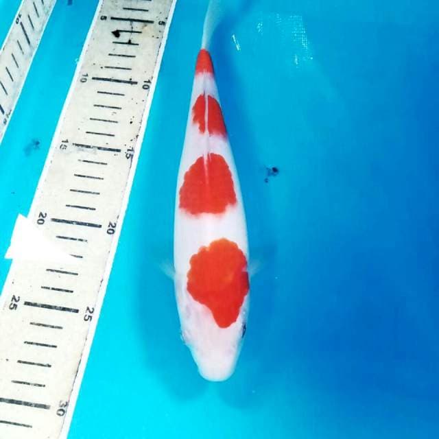 Kohaku, 24 cm