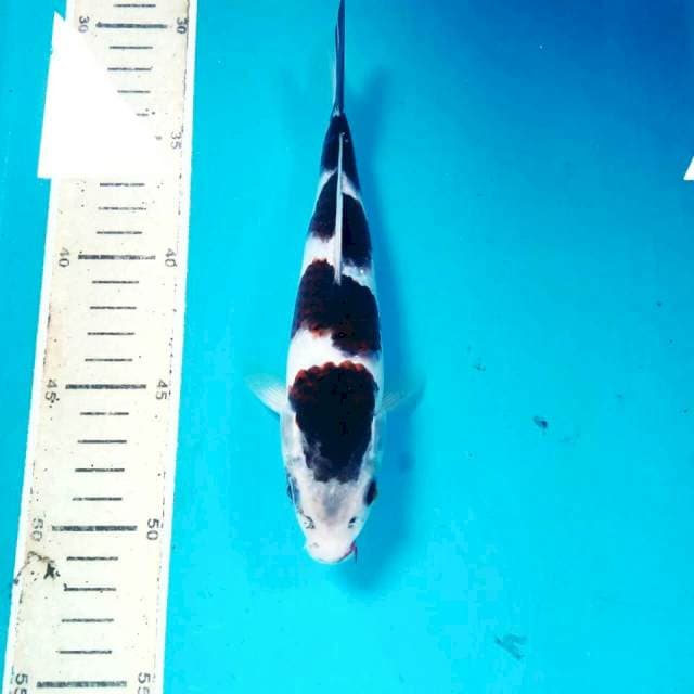 Budo Goromo, 20 cm