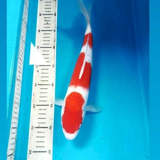 Kohaku, male 35 cm