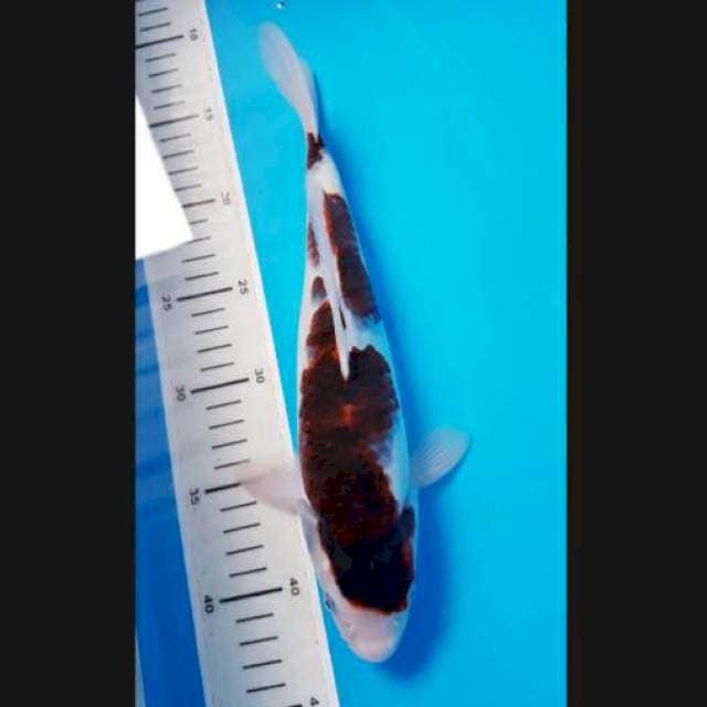Budho goromo 30cm male