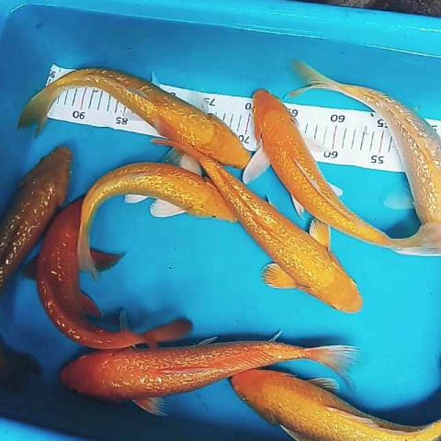 10/Ginrin super 28-33cm