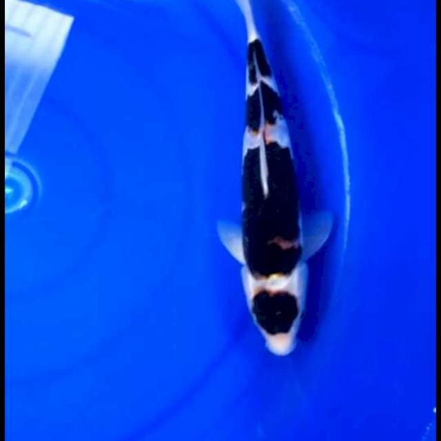 Maruten buddo goromo warna hitam anggur 32 cm male
