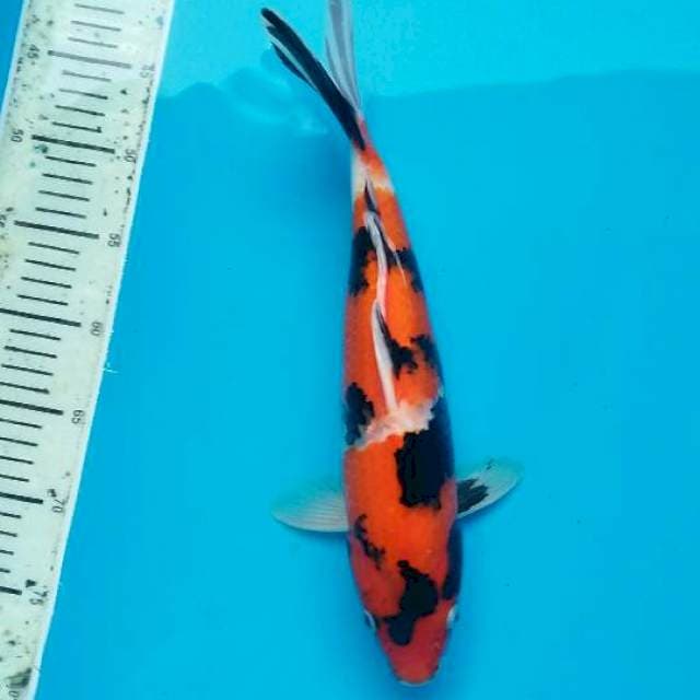 Hi showa 36 cm