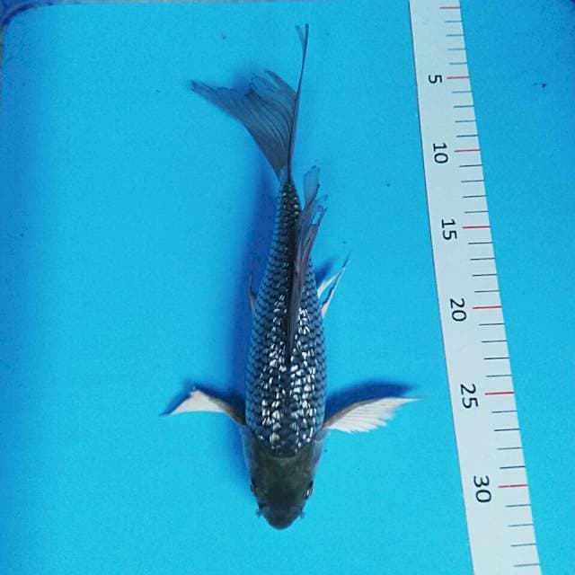 Kumpay soragoi ginrin male