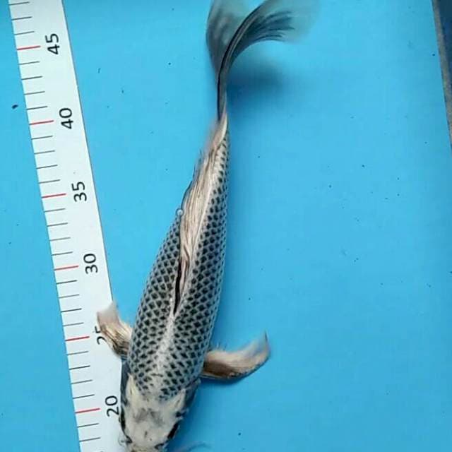 Kumpay mukashi 36cm