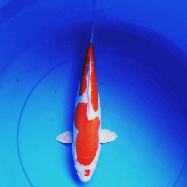 Ori kohaku hikari 34cm