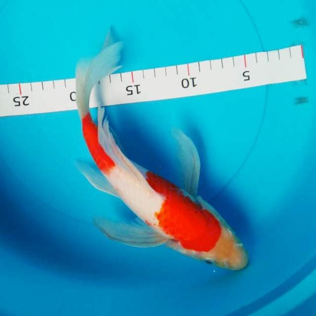 Kumpay kohaku 27cm