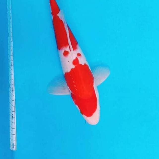 HQ.KOHAKU