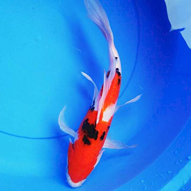 Kumpay sanke 32cm
