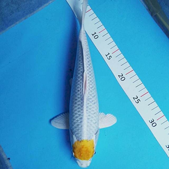 Ori tancho hariwake 31cm