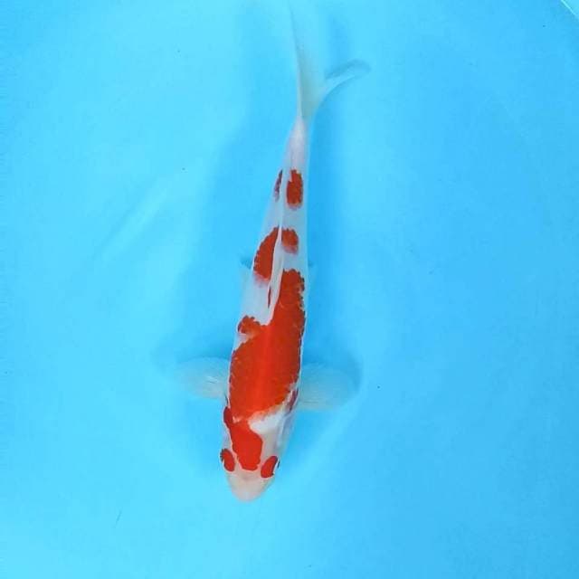 2. Kohaku kacamata || 31 cm || Jantan