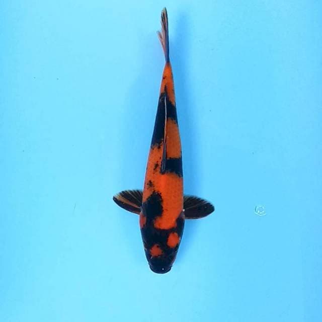 4. Hi Utsuri || 32 cm || Jantan
