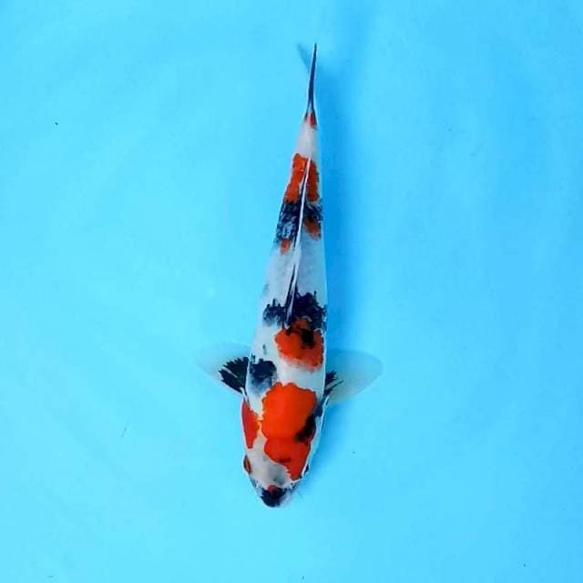 6. Kindai Showa || 29 cm || Jantan