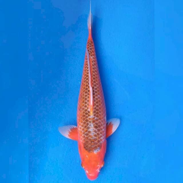 Yamaju Jumbo Female Hi Asagi