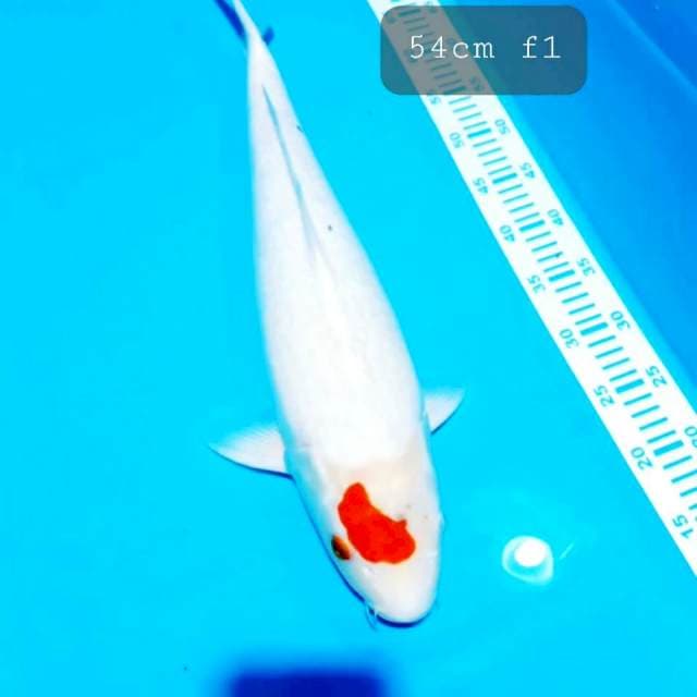 Tancho 54cm induk an f1
