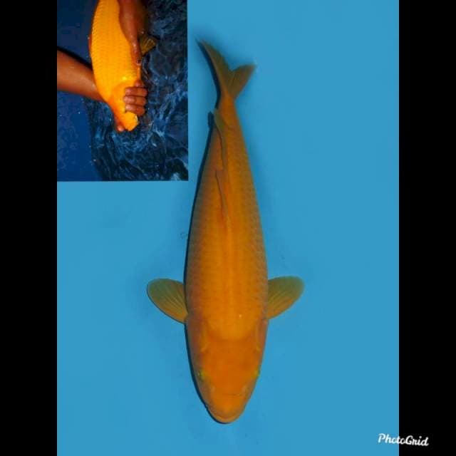 42cm , Jumbo Tosai !! Red Eye , Karashi Merah No Bocor