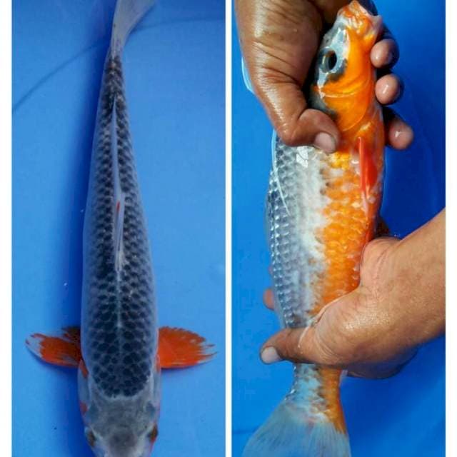 Asagi 33cm male