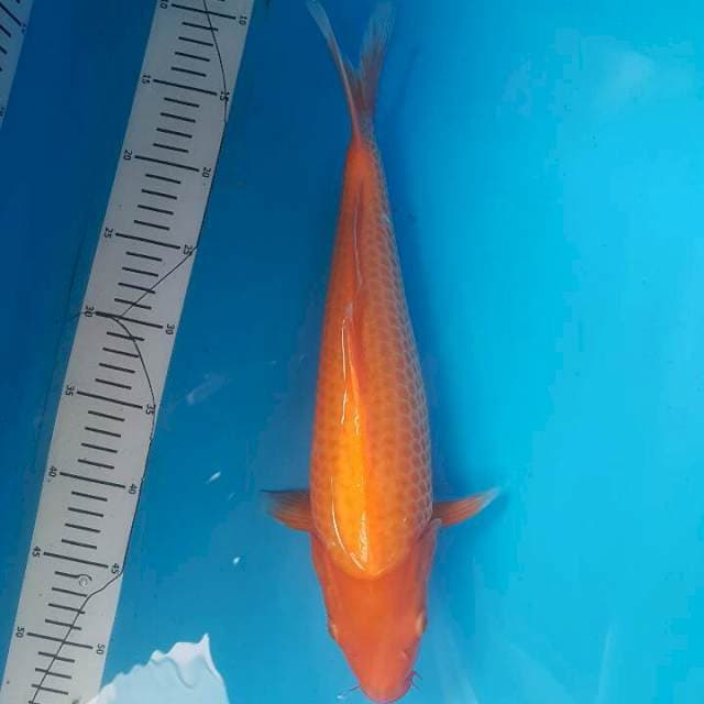 BENIGOI F1 SAKAI 2